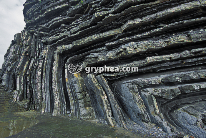 Plis dans les flyschs de la Pointe Sainte-Barbe (Saint-Jean de Luz, pays basque) - gryphea.org